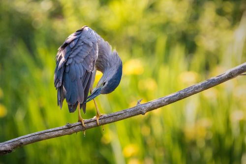 night heron dressing up clean