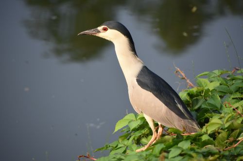 night heron birds at dusk