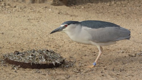 night heron  night heron night  nycticorax nycticorax