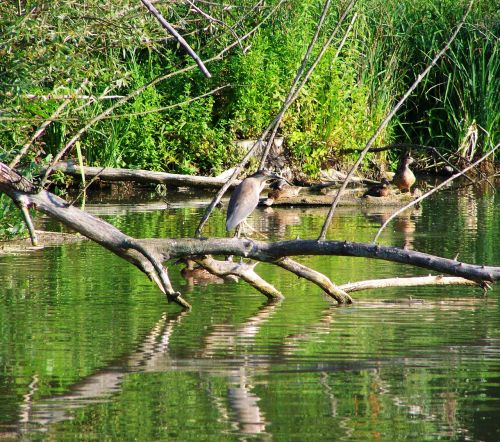 night heron water bird fishing bird