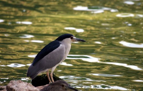 night heron crowned night