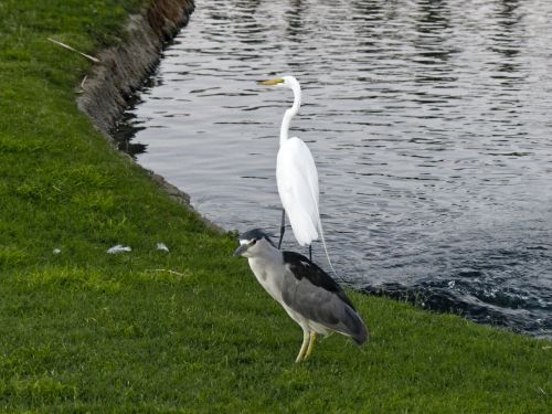 Night Heron And Great Egret