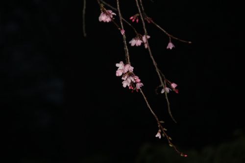 night sakura pink cherry blossom