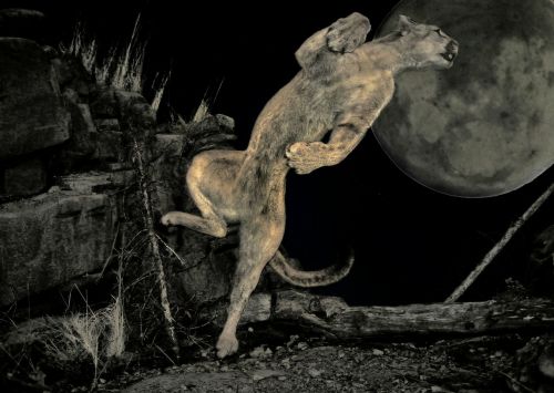 night scene cougar puma bergloewe