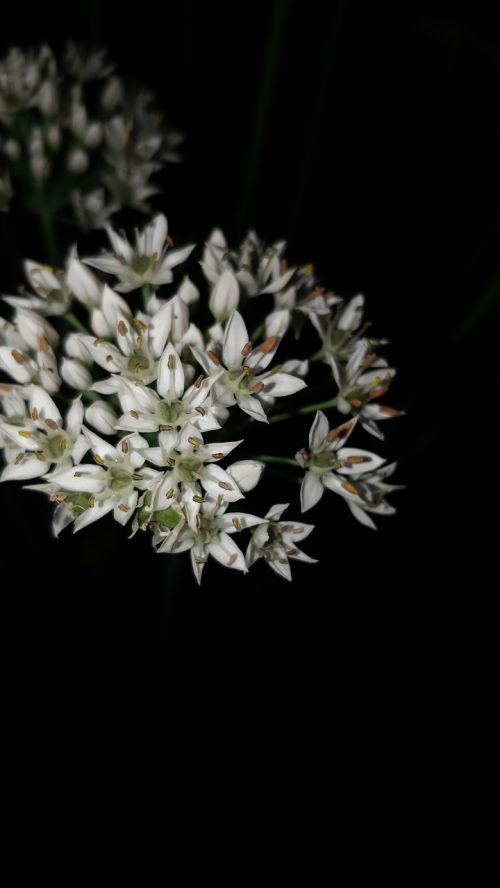 night shots tiny flowers white flowers