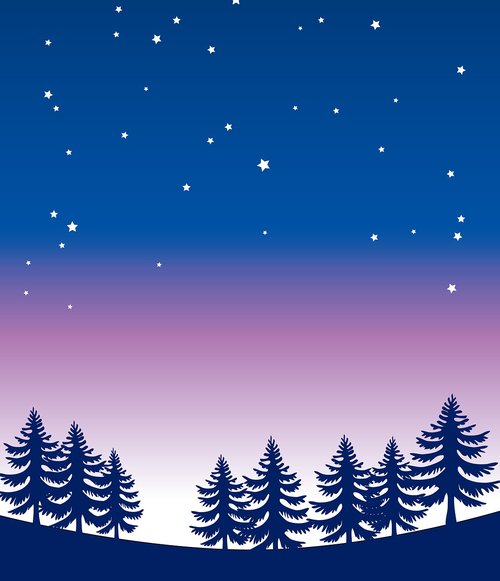 night sky  pine trees  stars