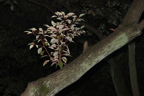 night view plant the leaves