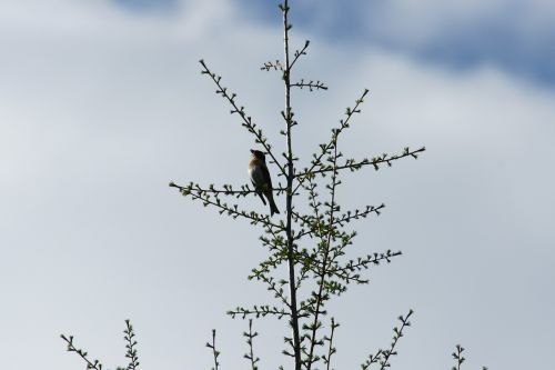 nightingale bird feathered race