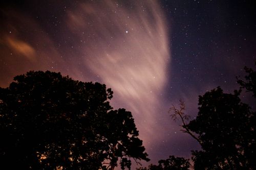 nightsky tree silhouette