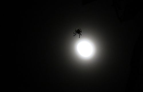nighttime image spider arachnid