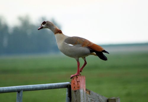 Egyptian Goose