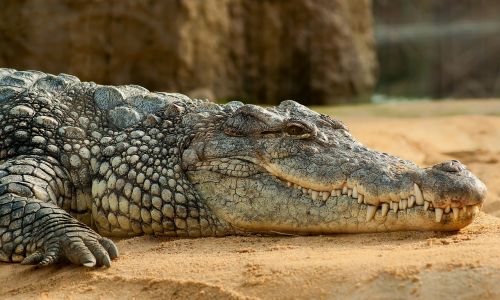 nile crocodile crocodylus niloticus zoo