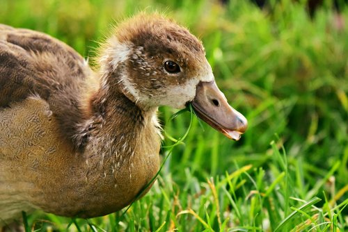 nile goose  chick  water bird