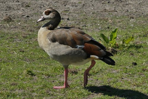 nile goose  bird  feathers