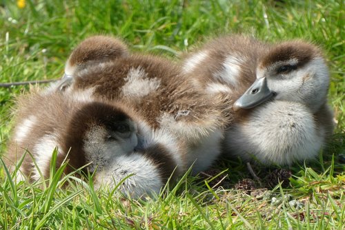 nile goose  chicks  geese