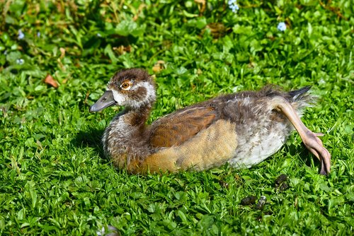 nile goose chick  young bird  waterbird