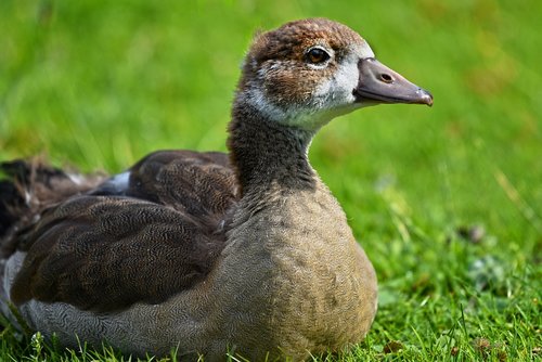 nile goose chick  duck  bird
