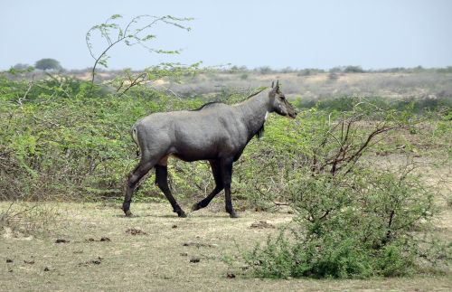 nilgai antelope animal