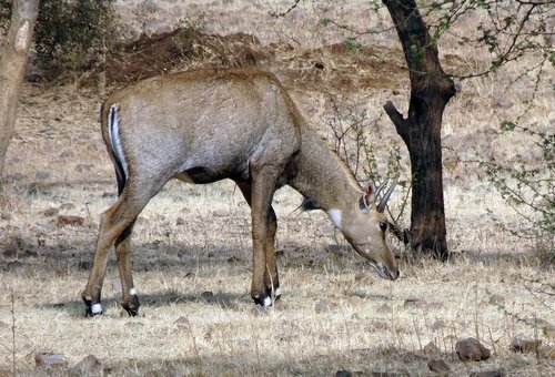 nilgai  antelope  animal