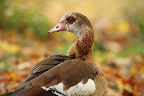 nilgans alopochen aegyptiacus wild goose