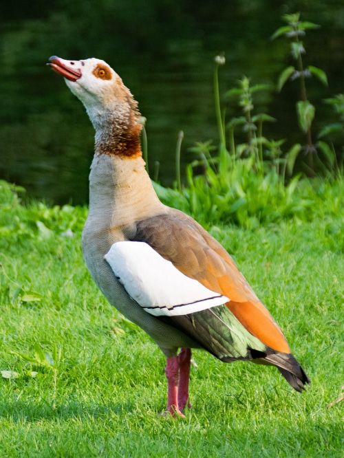 nilgans alopochen egypt goose