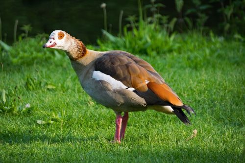 nilgans alopochen egypt goose