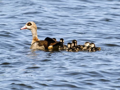 nilgans goose bird