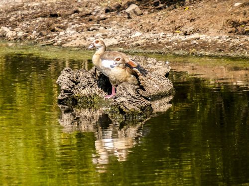 nilgans goose bird