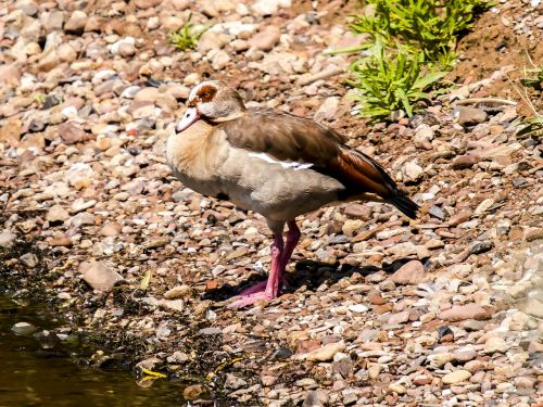 nilgans goose bird