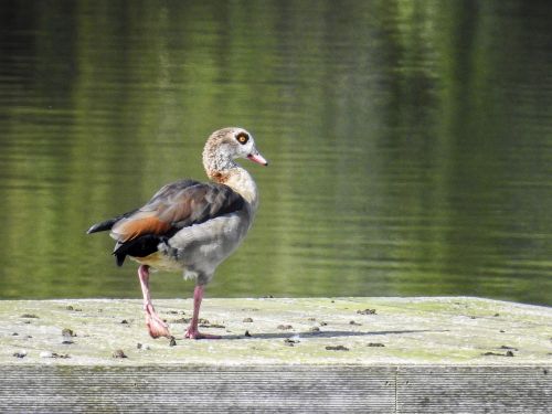 nilgans goose water bird