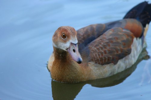 nilgans  young  chicks