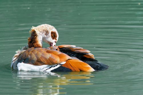 nilgans goose water bird