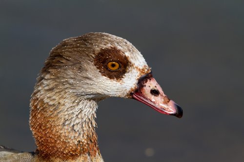 nilgans  bird  nature