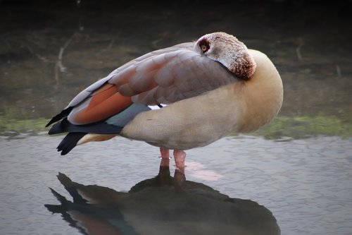 nilgans  water bird  goose