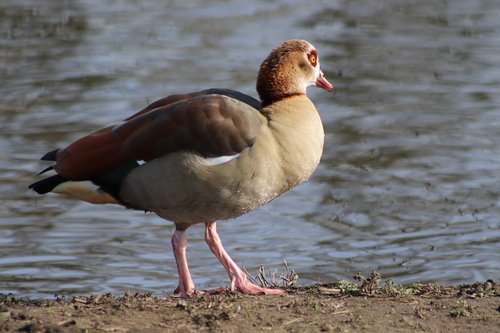 nilgans  goose  wild goose