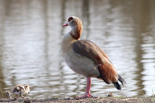 nilgans  goose  wild goose