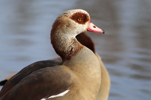 nilgans  wild goose  goose