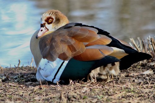 nilgans  water bird  wild goose