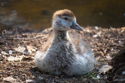 nilgans  chicks  goose