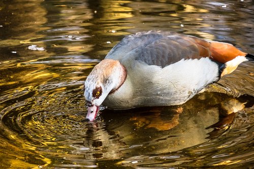 nilgans  goose  drink