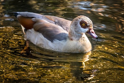 nilgans  goose  watch