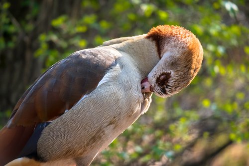 nilgans  goose  clean