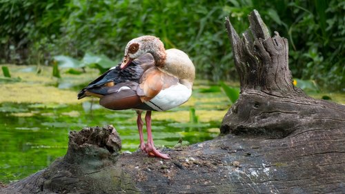 nilgans  goose  clean