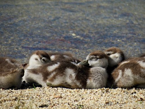 nilgänse geese chicks