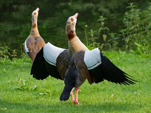 nilgänse alopochen egypt goose