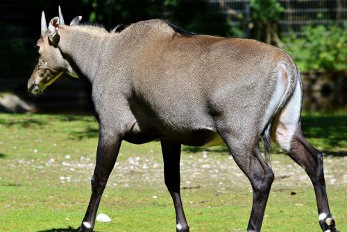 nilgun antelope antelope antelope buck