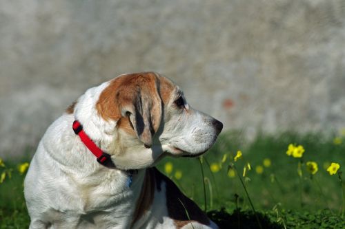 beagle dog snuff