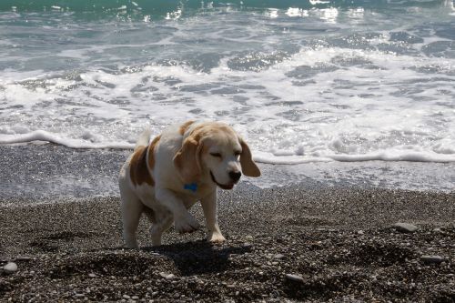 beagle dog snuff