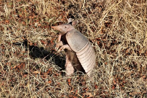 Nine-banded Armadillo Standing Up