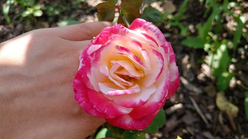 no filter  rose  flowers